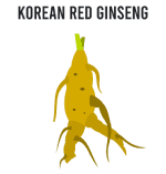 korean red ginseng