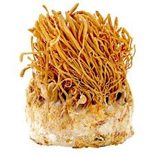 cordyceps