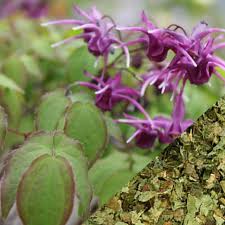 horny goat weed 